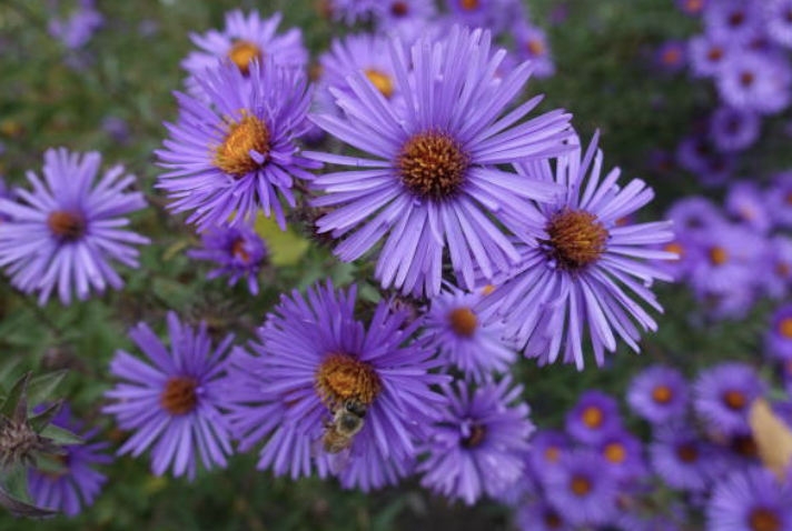 Aster novae-angliae'
