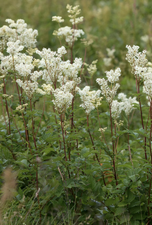Filipendula Ulmaria