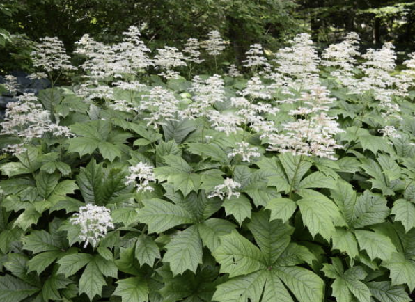 Screenshot 2026-01-17 at 1.21.39 PM.png