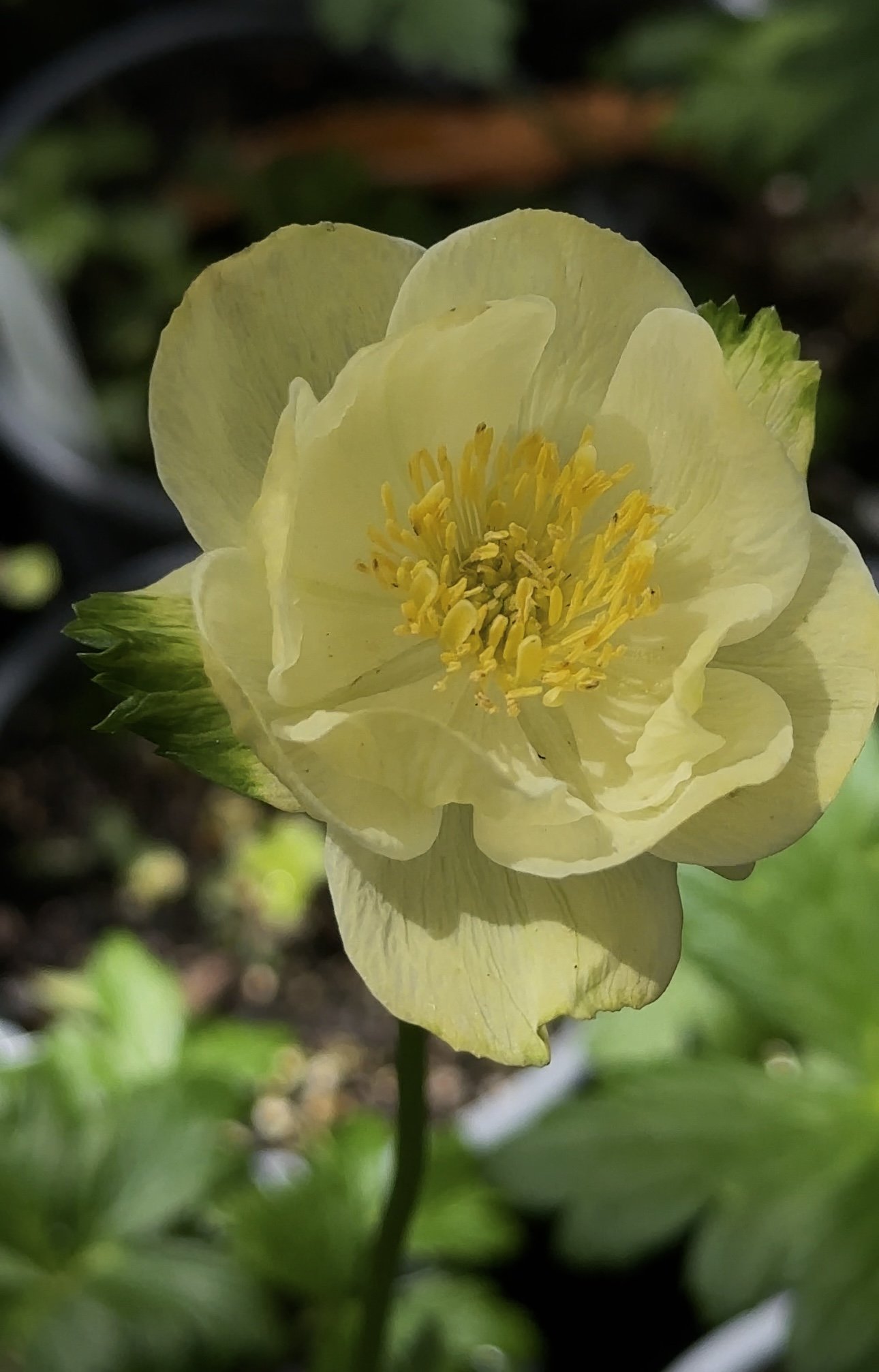Trollius × cultorum 'New Moon'
