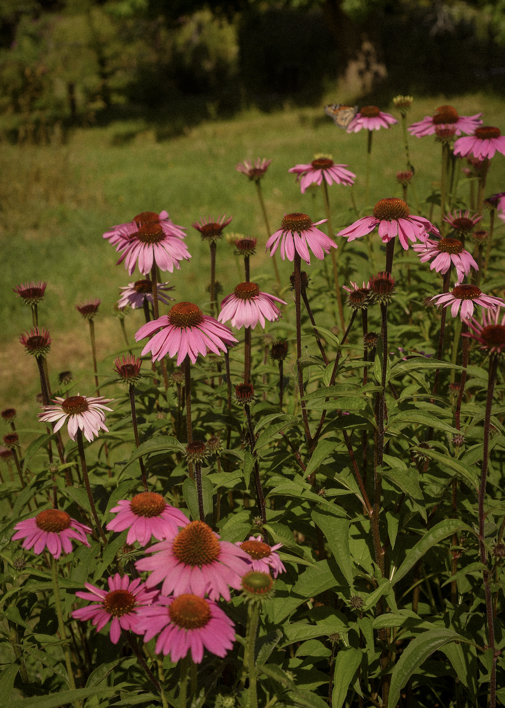 Echinacea Primadonna - Deep Rose