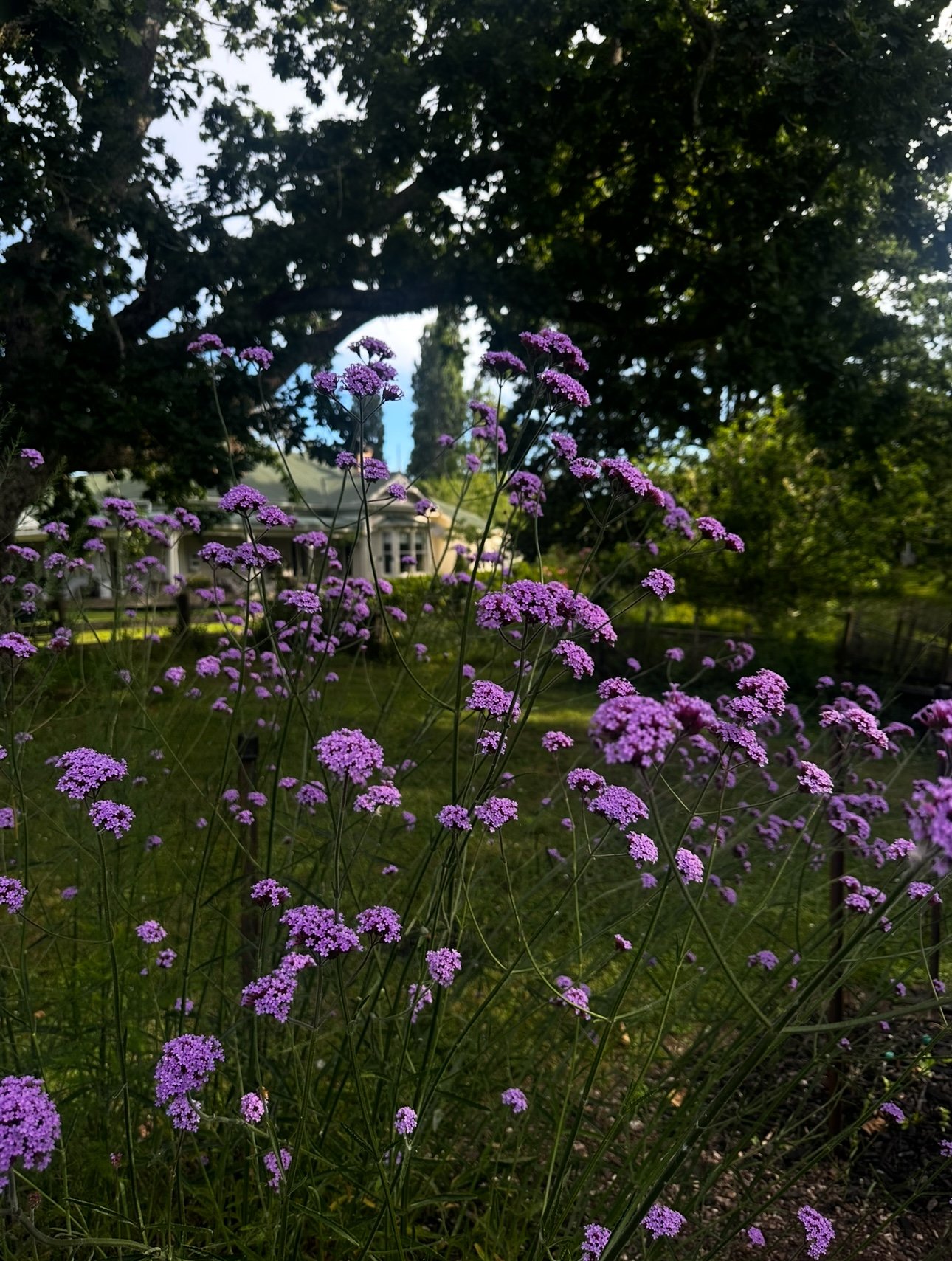 Verbena bonariensis