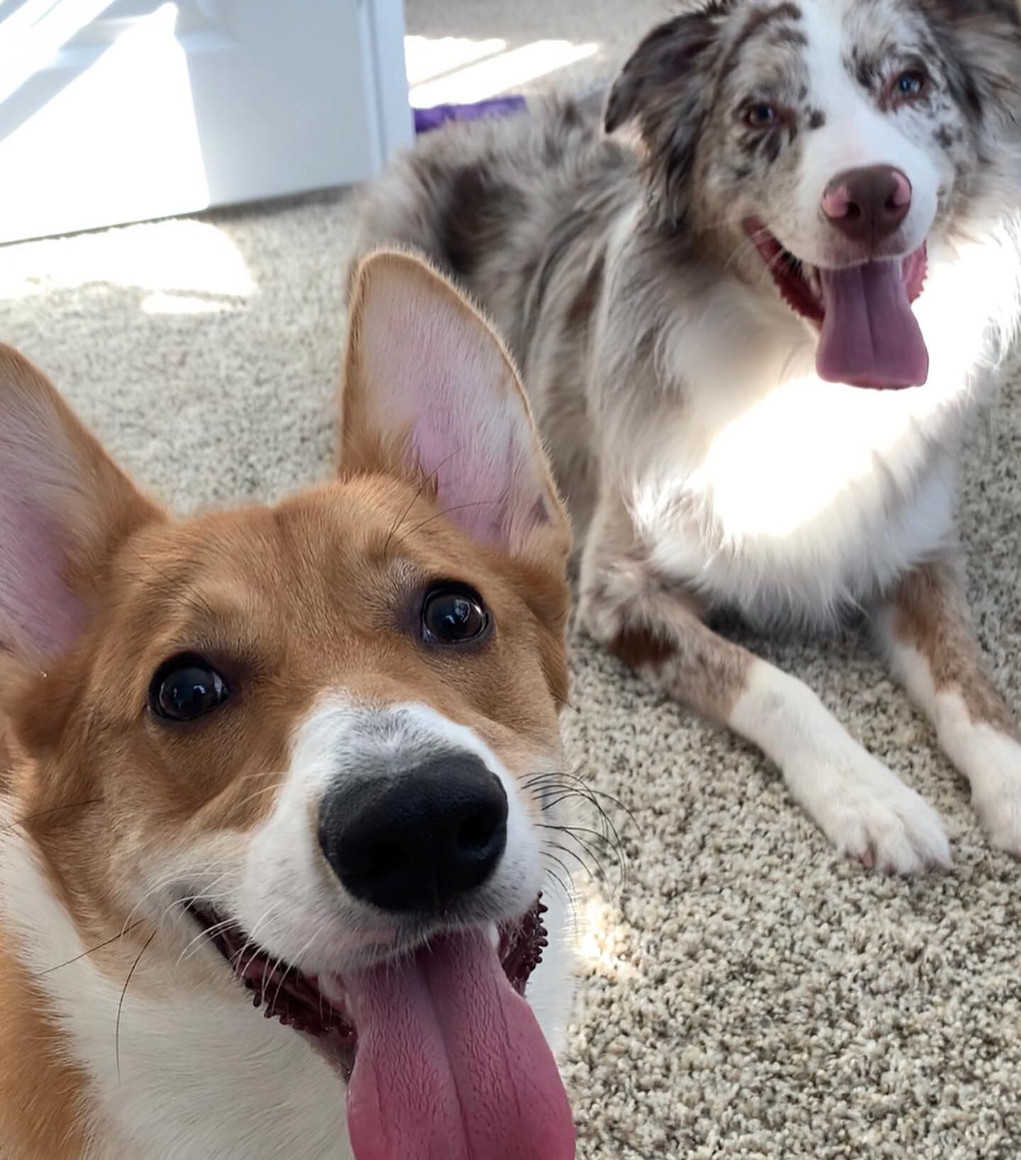 Yay! Doggy Daycare and boarding is here!

I&rsquo;ve been waiting to announce this and really couldn&rsquo;t wait to offer this service!

To learn more about these services please click on the link in my bio! Or DM me!

Just know your doggies will ha