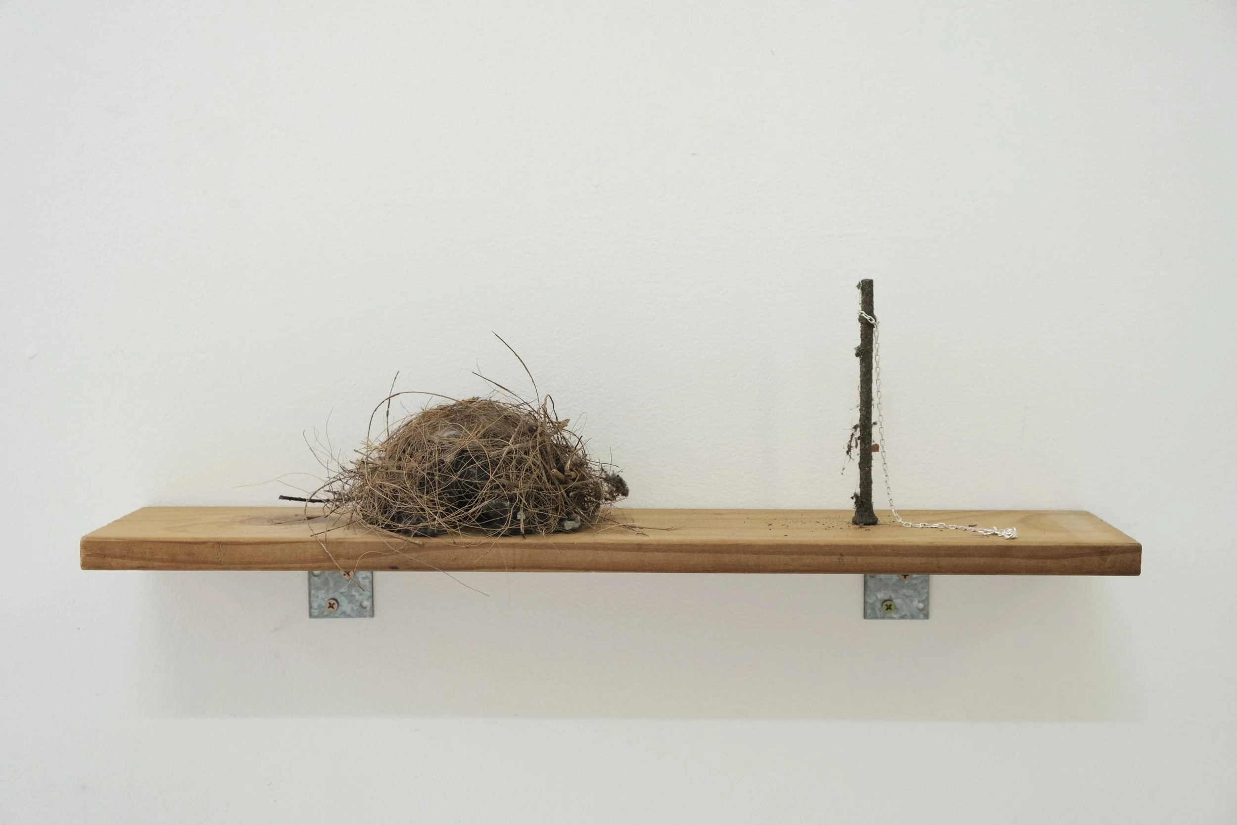 Sivaan Walker 2025, three thesis on home, 3D printed sculpture, found bird nest
