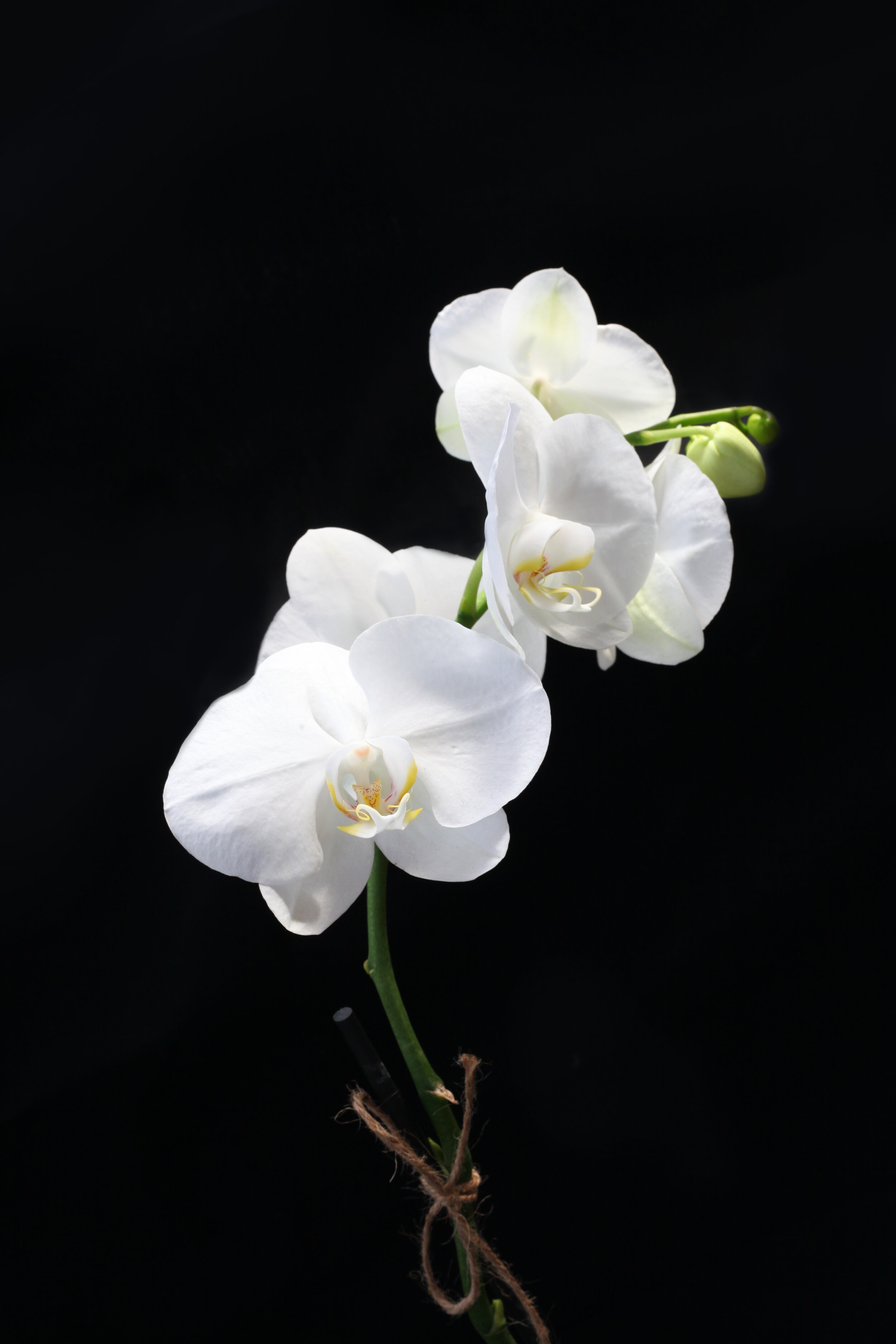 orchid-detail2.jpg