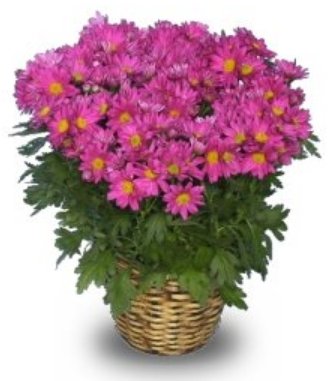 Chrysanthemum Plant