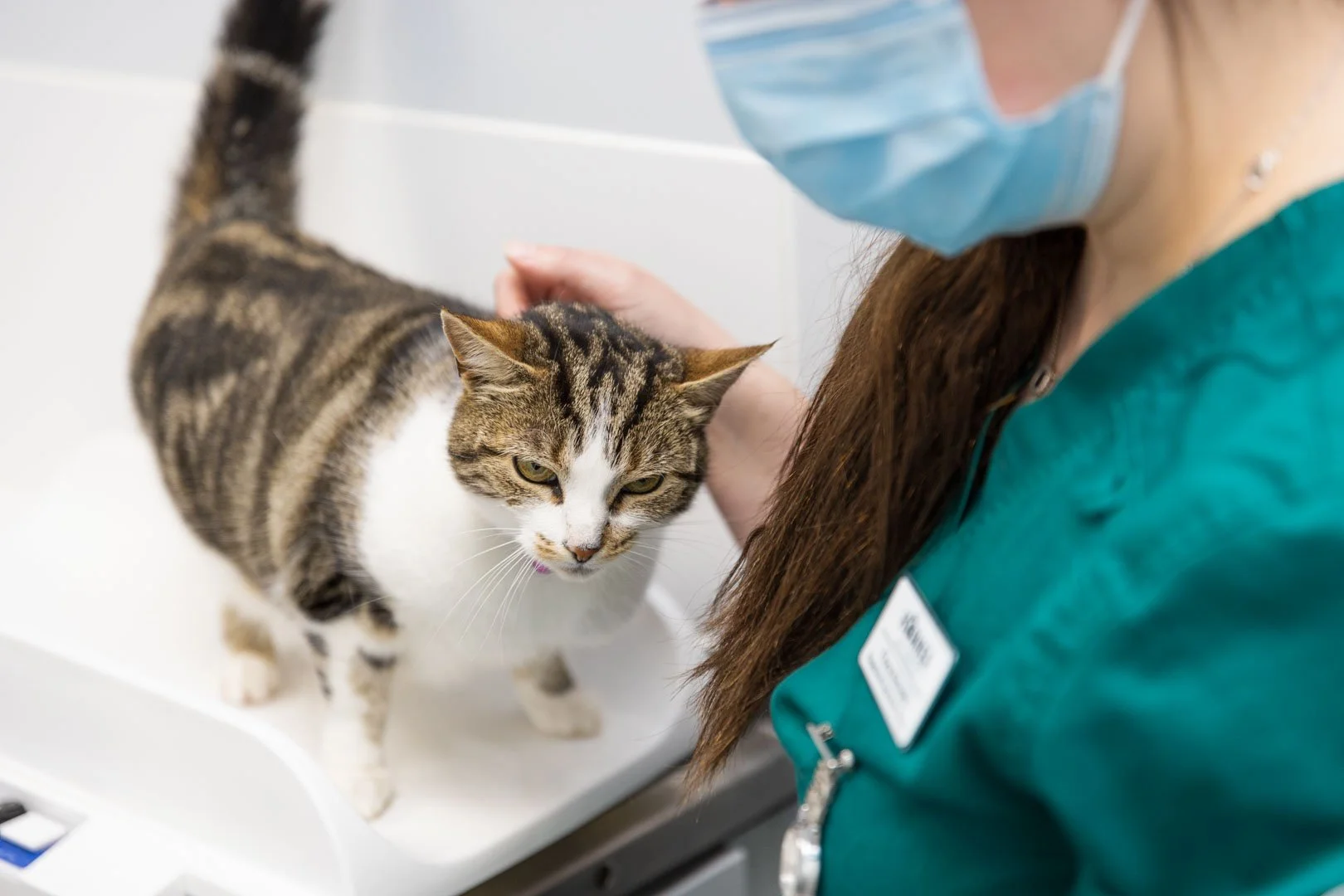 Important to Know: High Blood Pressure in Cats