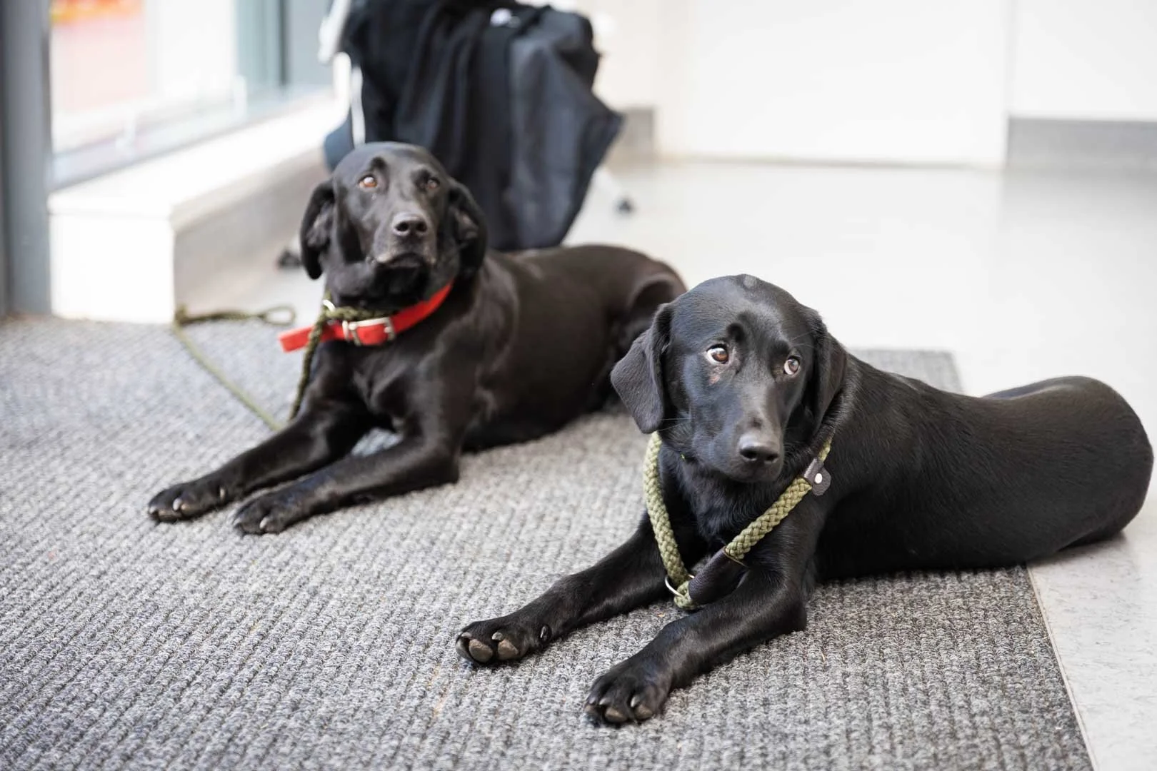 Clinic Update: 1,000 Registered Pets, Holidays &amp; Team Updates