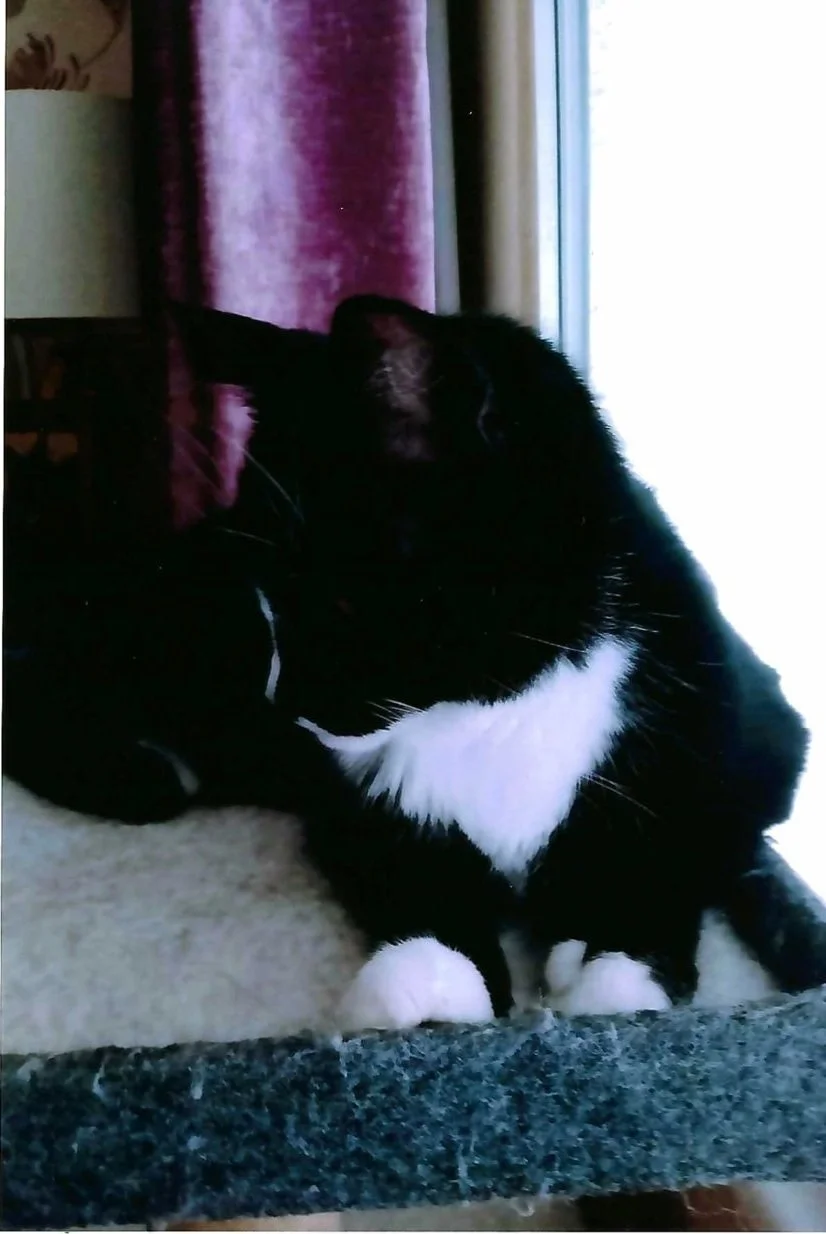 Pet of the Month: October 2021 