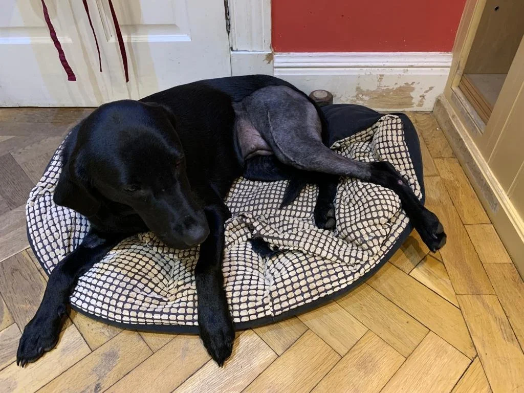 Pet of the Month: December 2021 