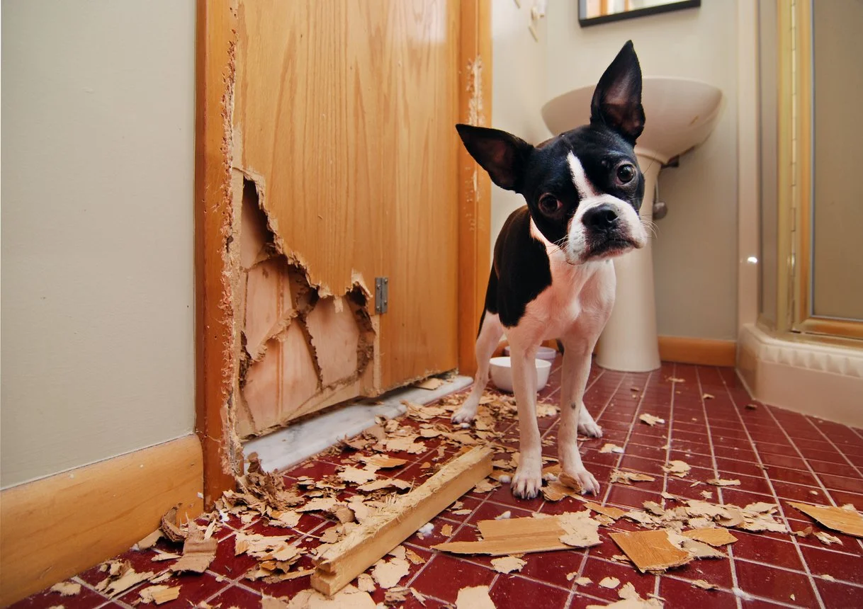 Important to Know: Separation Anxiety in Dogs