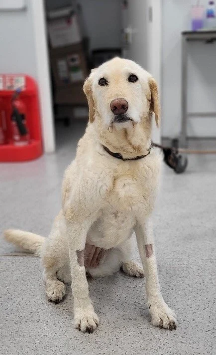 Pet of the Month - Rosie