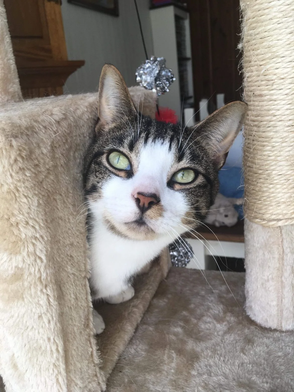 Pet of the Month! Beebo!