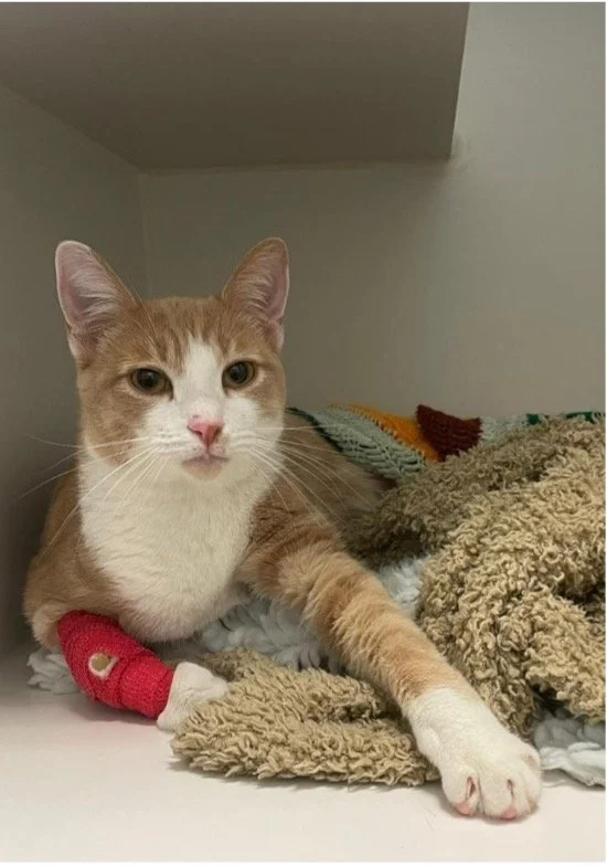 Pet of the Month! Paddy!