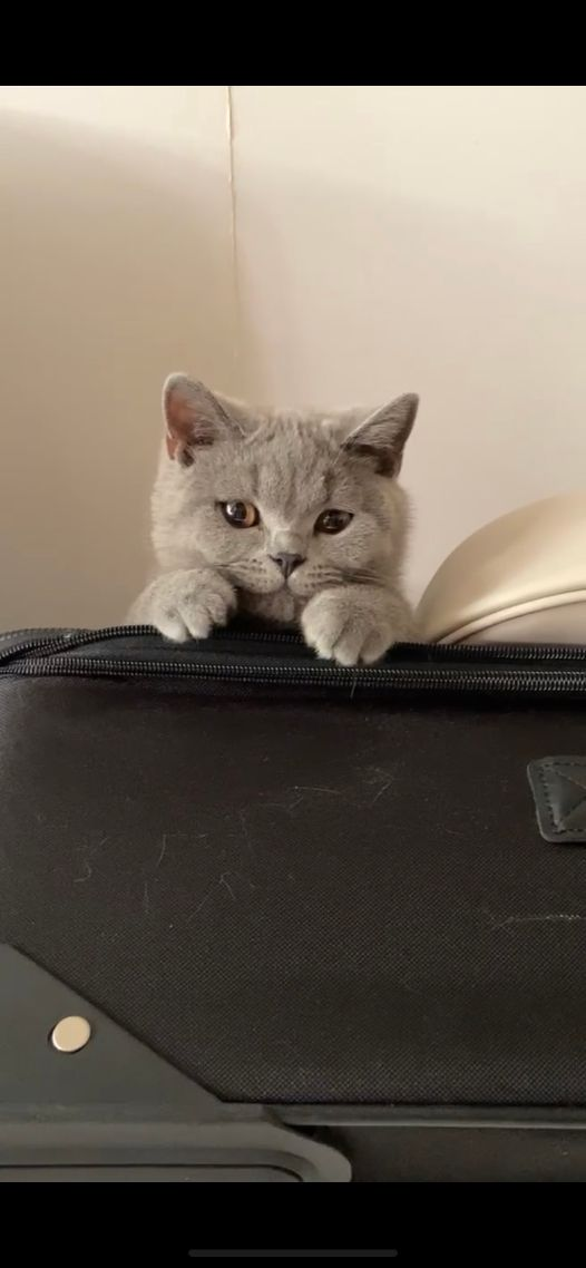 Pet of the Month! Smokey!