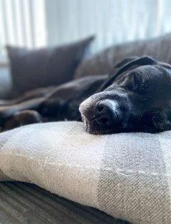 Pet of the Month! Shadow! 