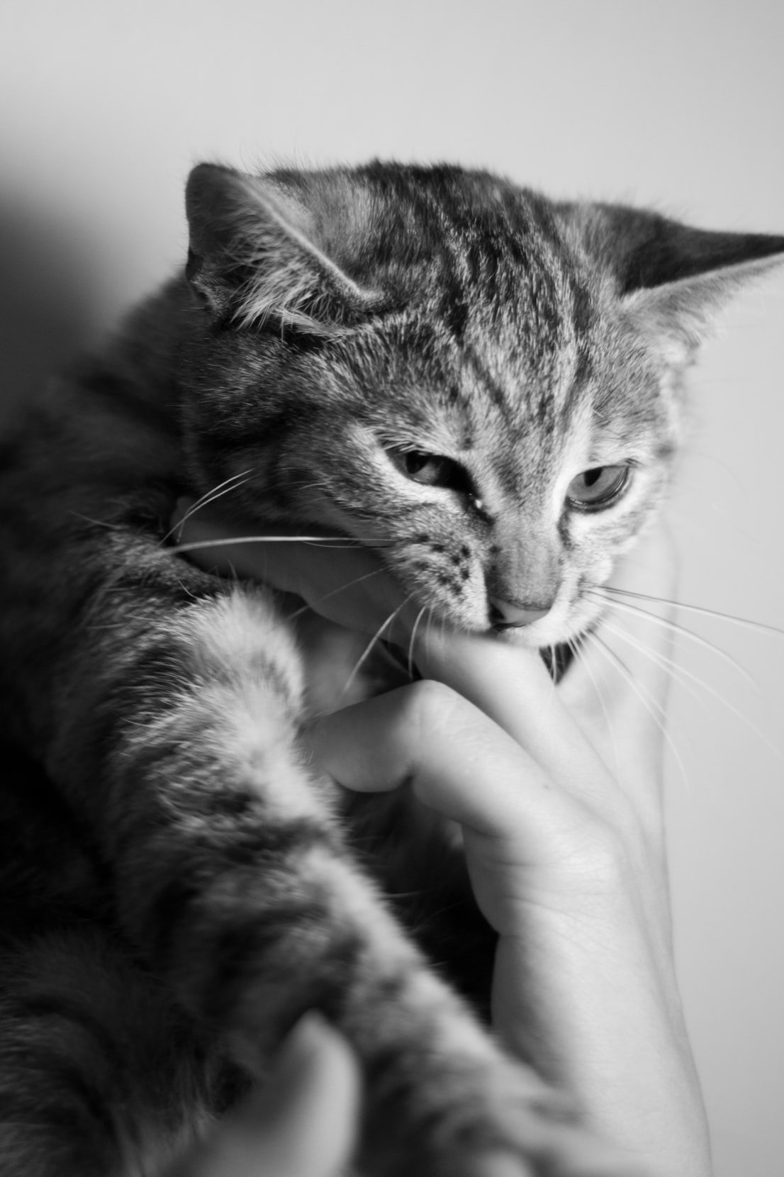 Recognising Pain in Cats