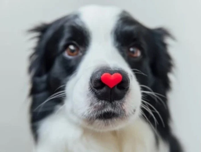Cardiac Disease in Dogs and Cats
