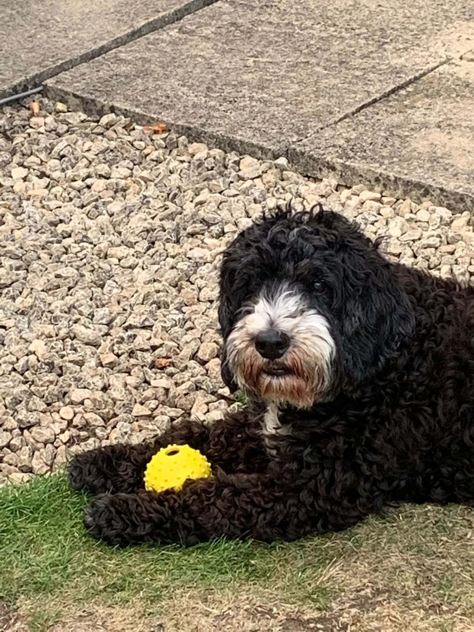 Pet of the Month! Stanley!