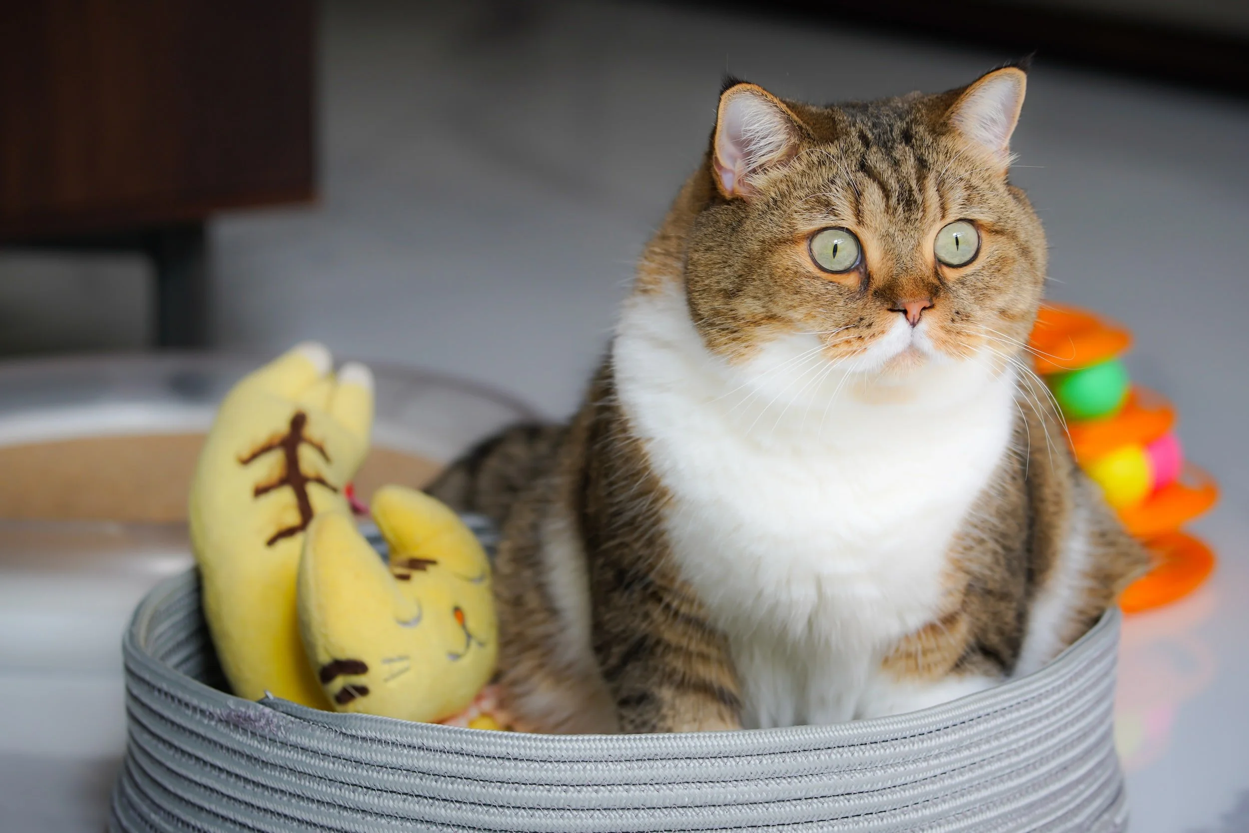 Hypertension in Cats!