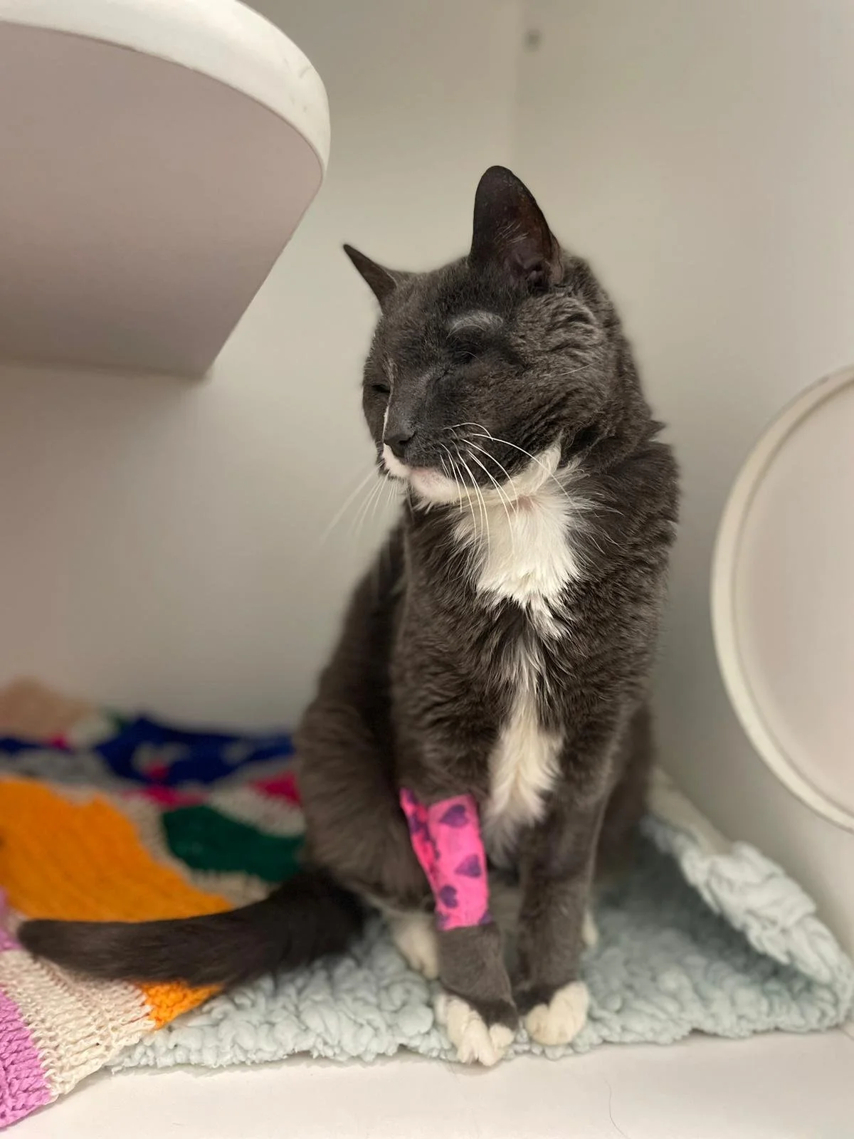 Pet of the Month! Faith!