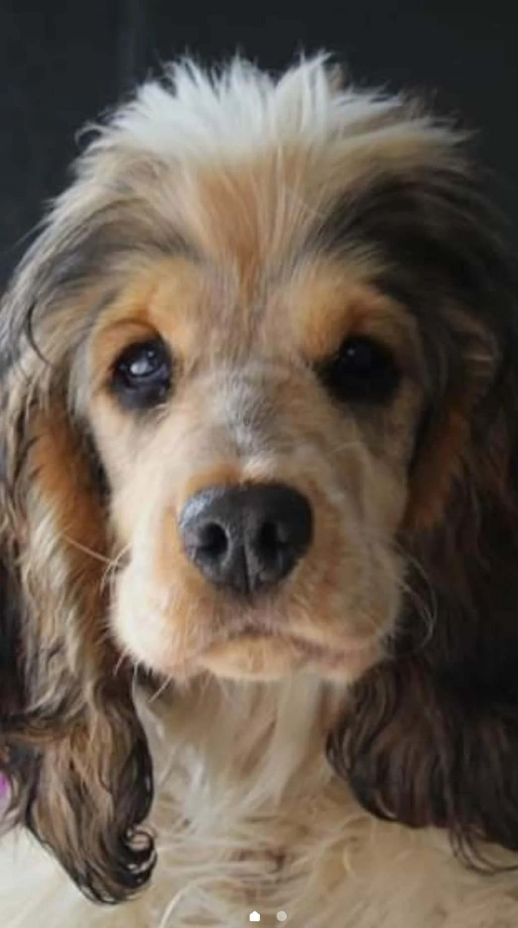 Pet of the Month! Harley!