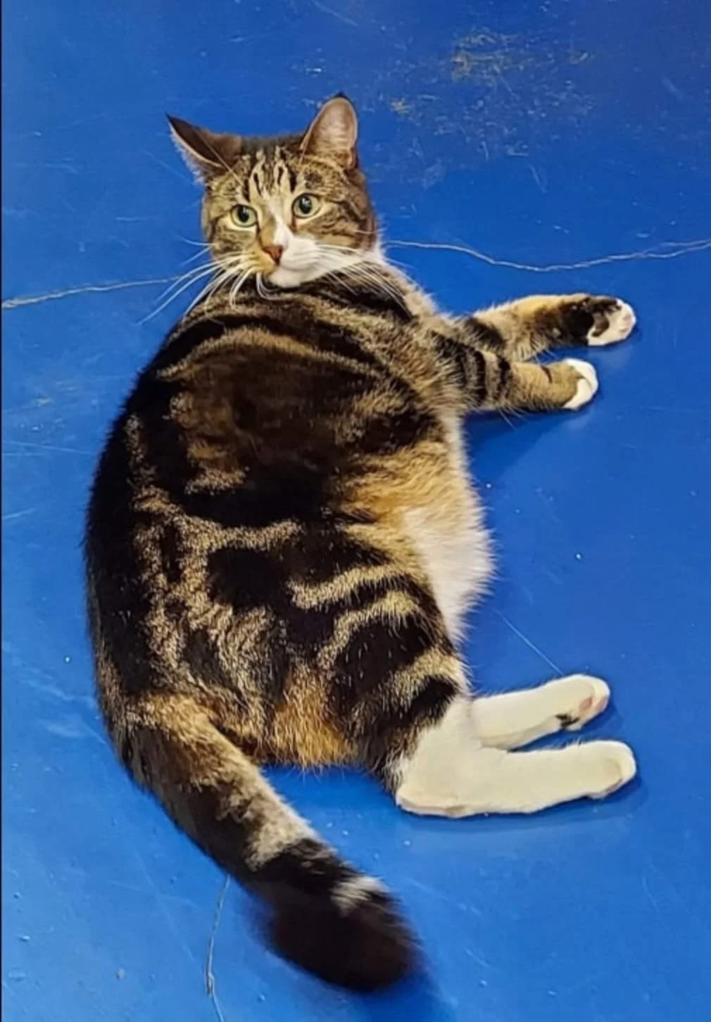 Feline Obesity: Understanding Risk Factors and Effective Prevention