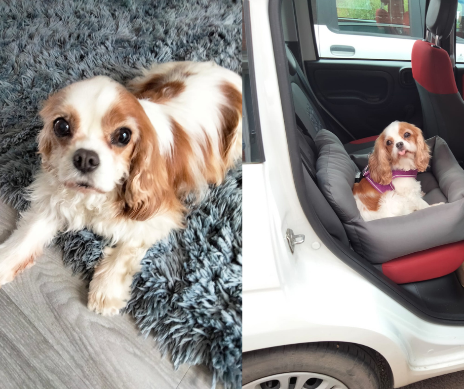 Pet of the Month! Clemmie! 