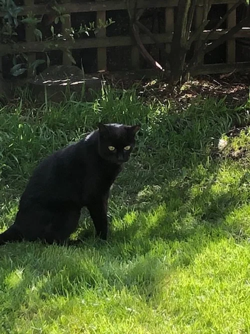 Pet of the Month! Molly!  