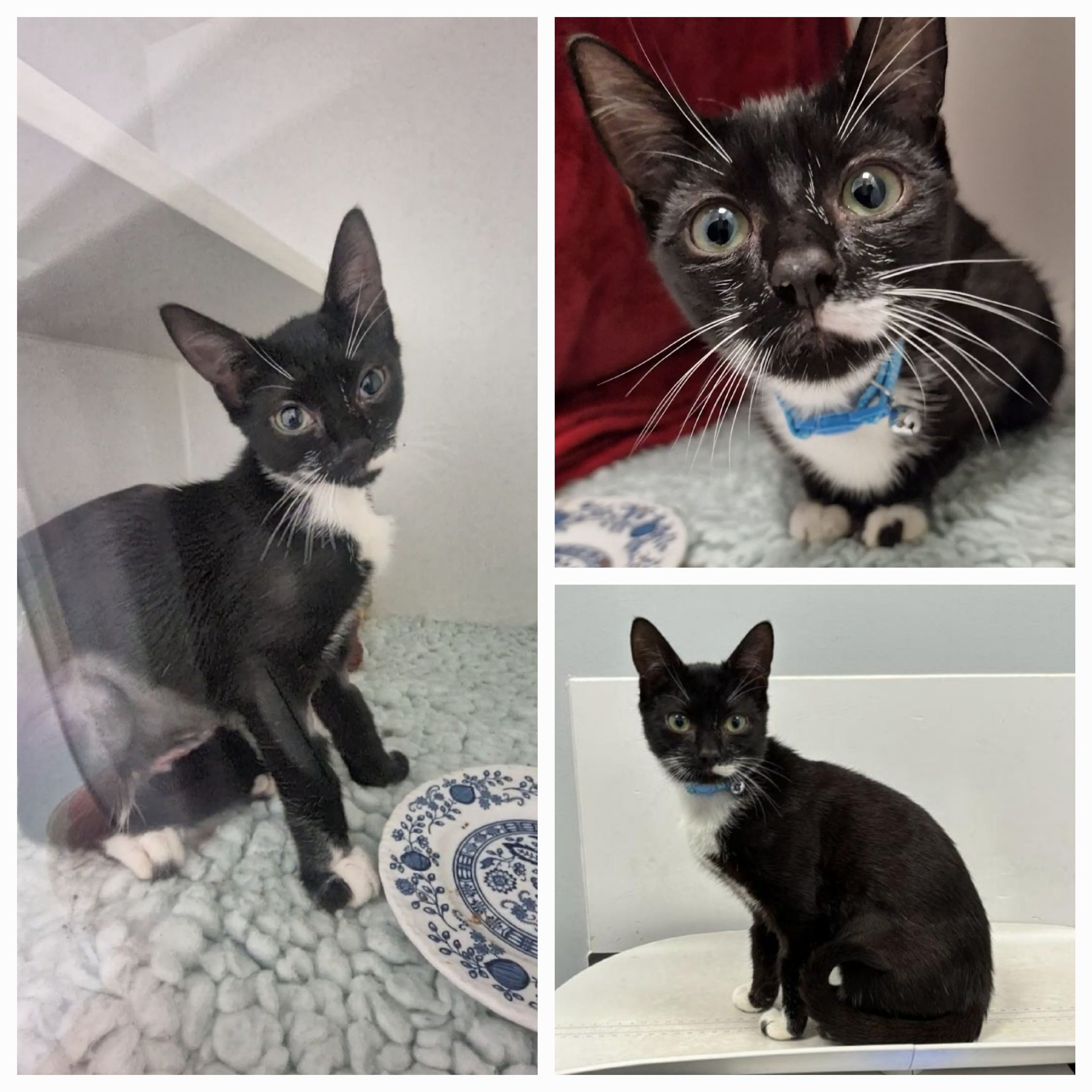 Pet of the Month! Ace!