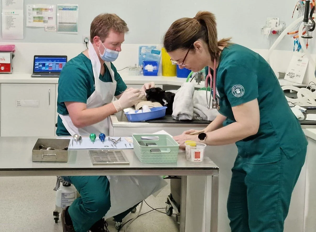 Dentistry in Cats and Dogs!