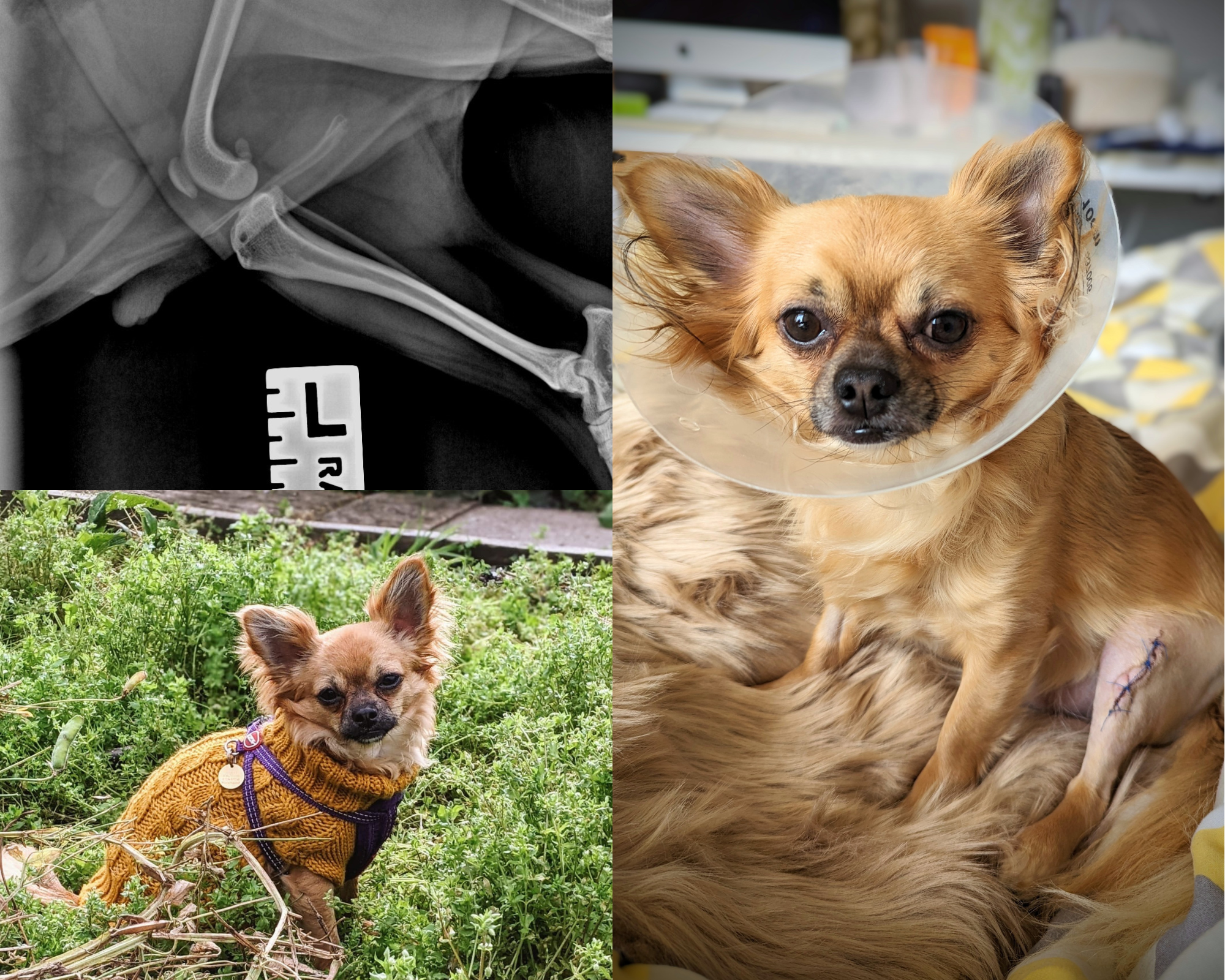 Pet of the Month! Stanley!