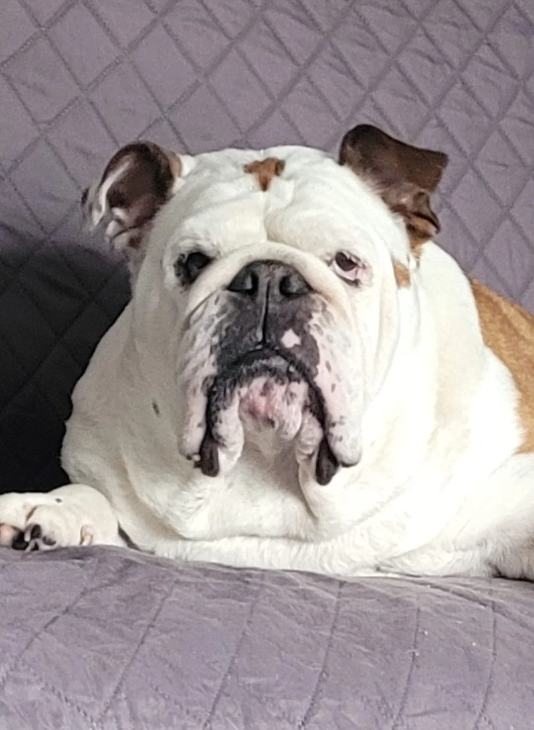 Pet of the Month! Gracie