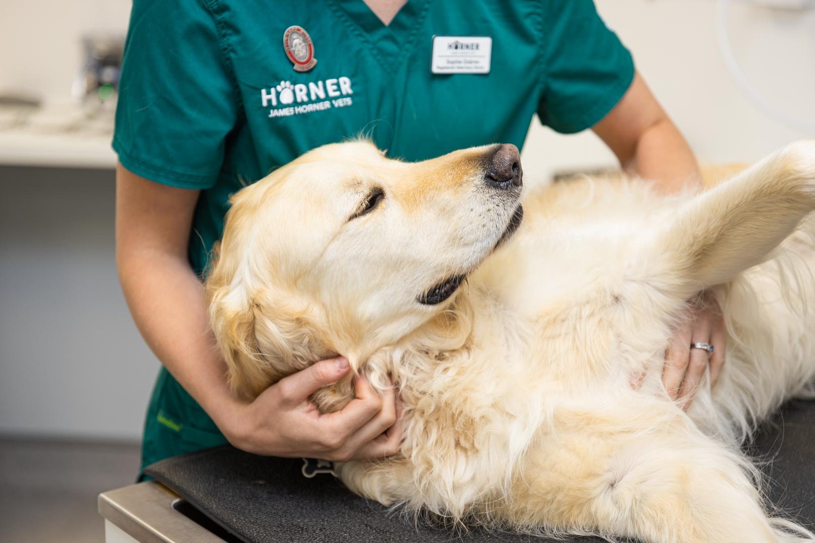 Osteoarthritis in Animals - Diagnosing and Prevention