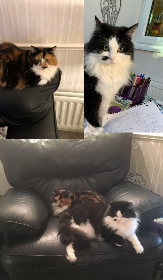 Pet(s) of the Month! Jaffa and Muffin!