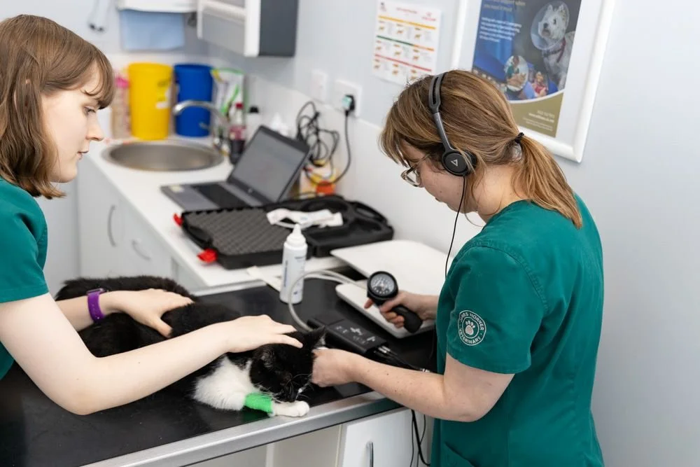 Understanding hypertension in cats!