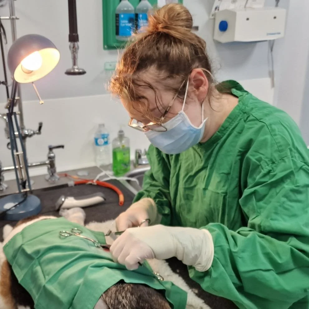 What is a Registered Veterinary Nurse?