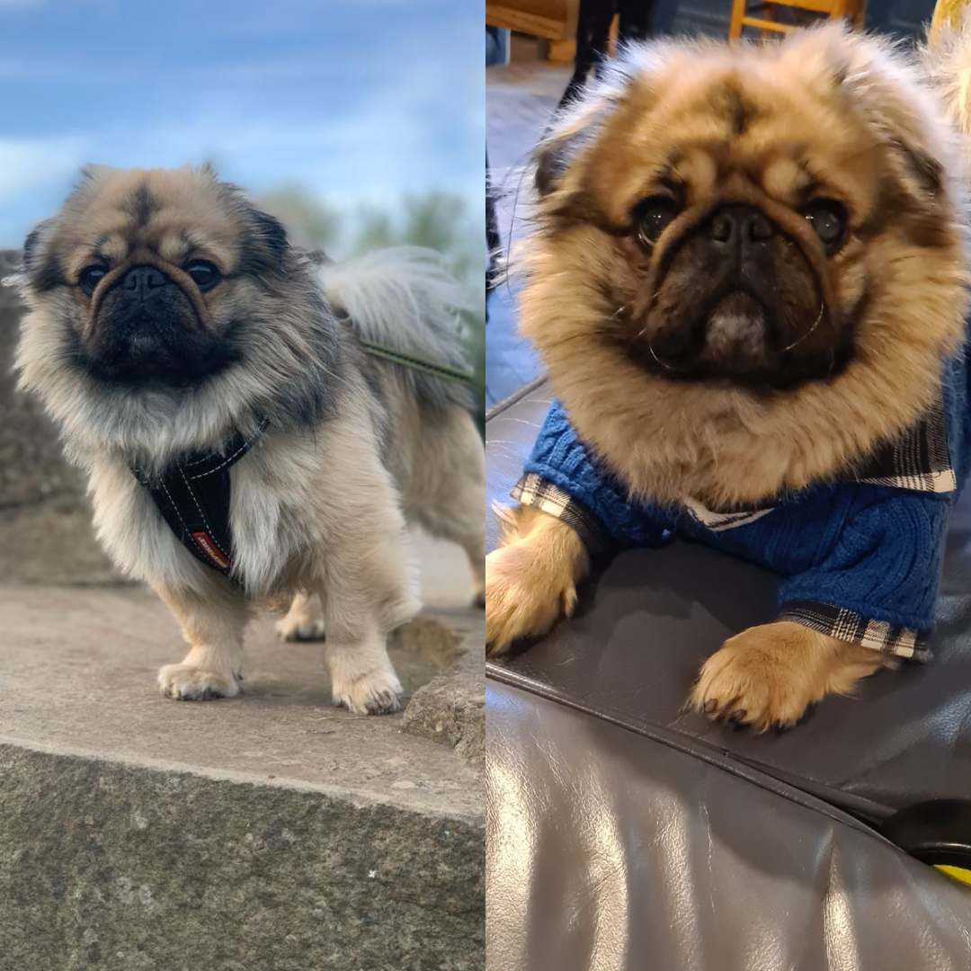 Pet of the Month! Woody!