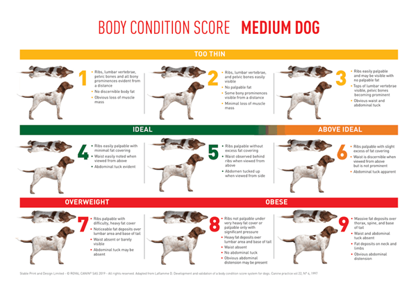 Getting Your Pet’s Weight Back on Track