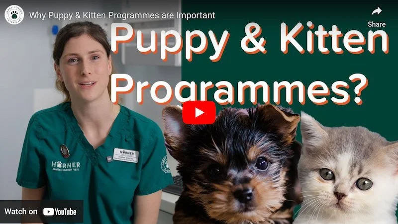 Nurse led Puppy and Kitten Clinics