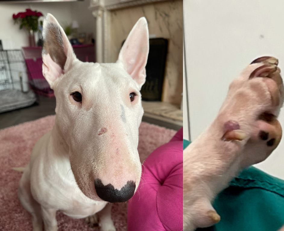 Pet of the Month! Toullah!