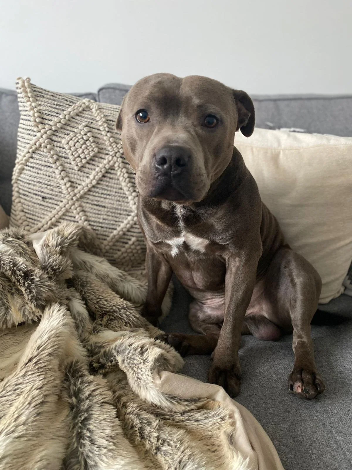 Pet of the Month! Bruce!