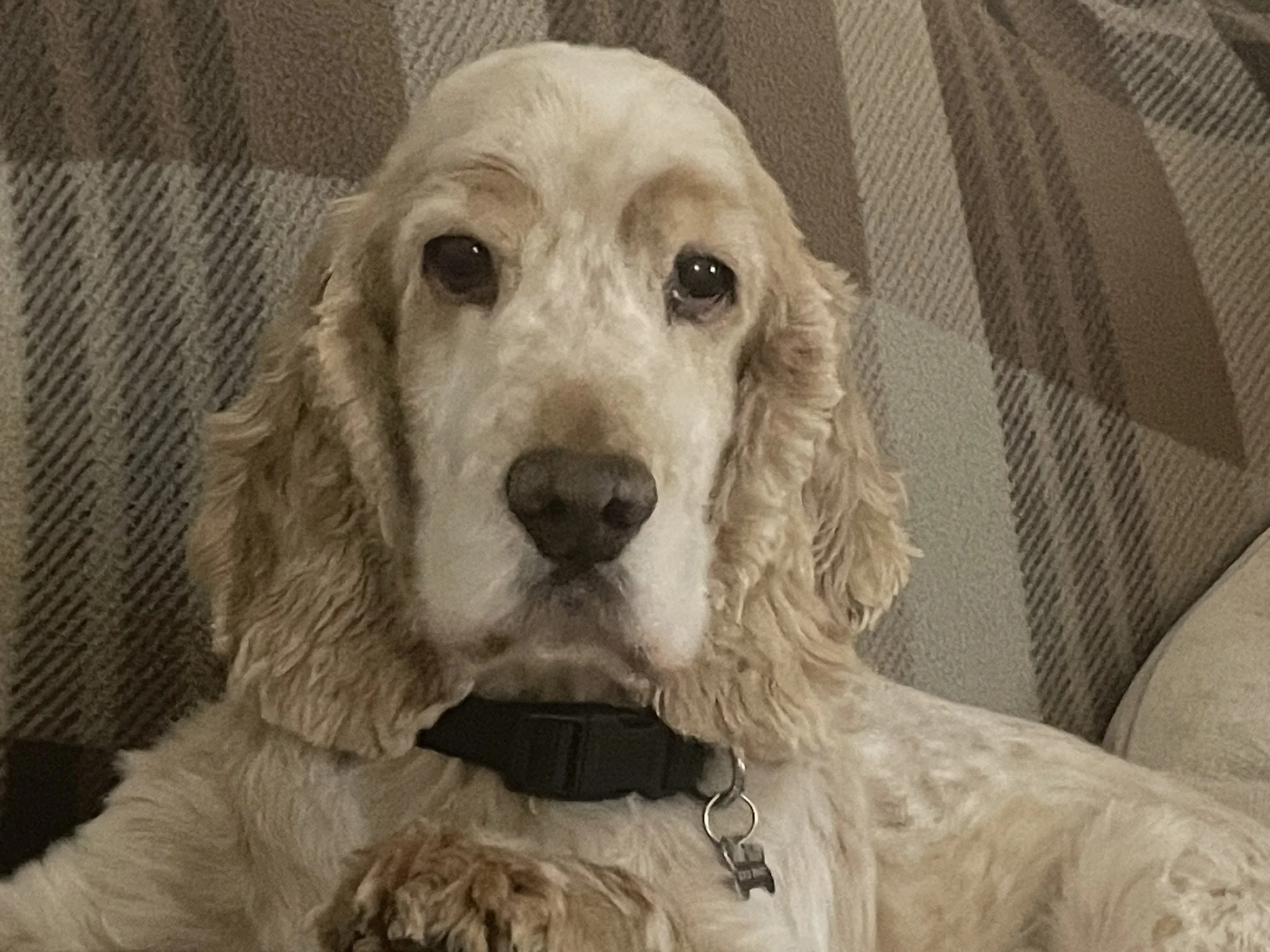 Pet of the Month! Marmalade!