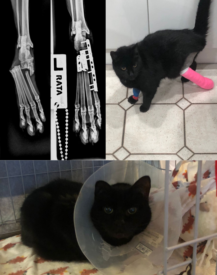 Pet of the Month! Gracie!