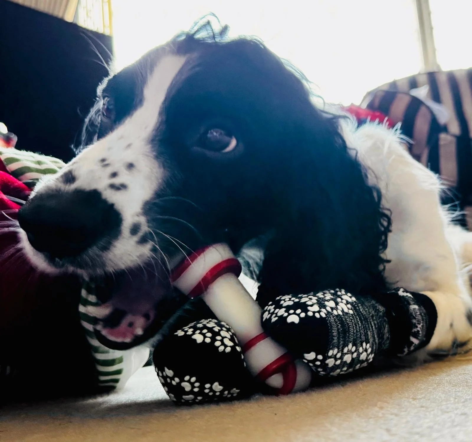 Pet of the Month! Bruno! 