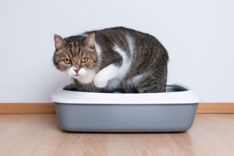 Cats and dogs: Urinary conditions managed with nutrition