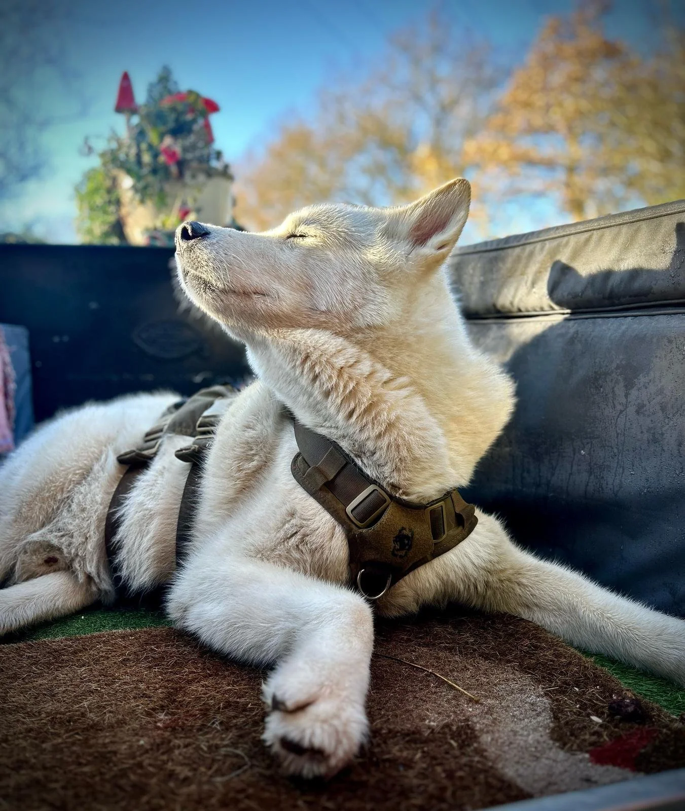 Pet of the Month! Loki!