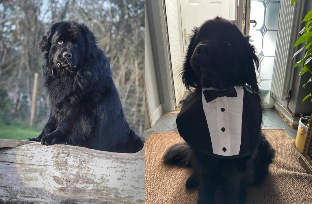 Pet of the Month! Rufus! 