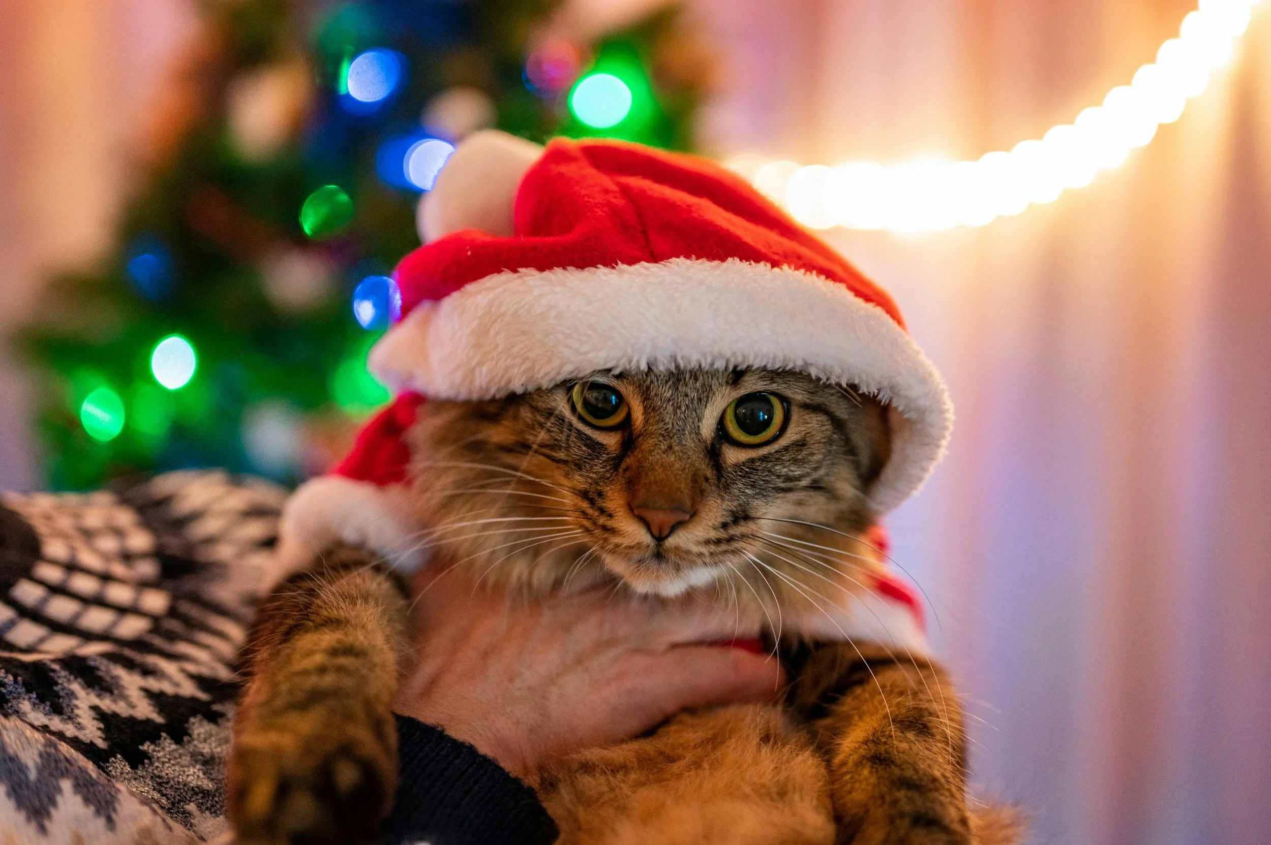 Important to know: The 12 Days of Feline Toxins