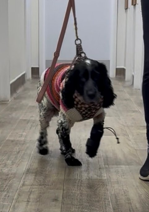 The Hidden Importance of Physio in Pets 